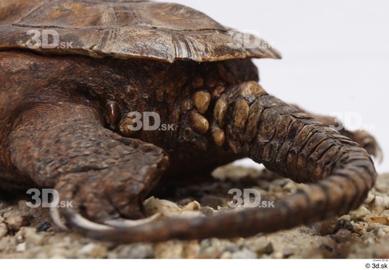 Turtles Animal photo references