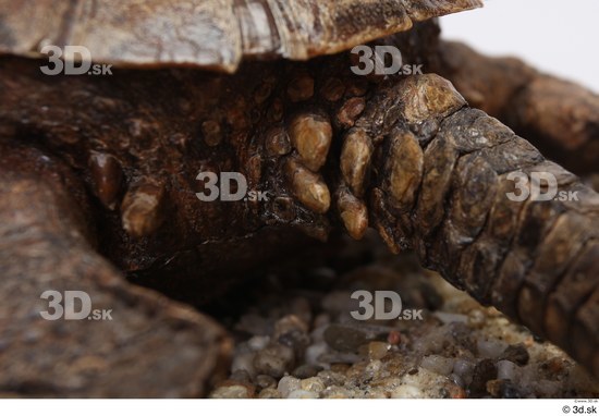 Turtles Animal photo references