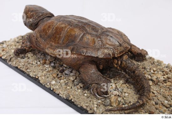 Turtles Animal photo references