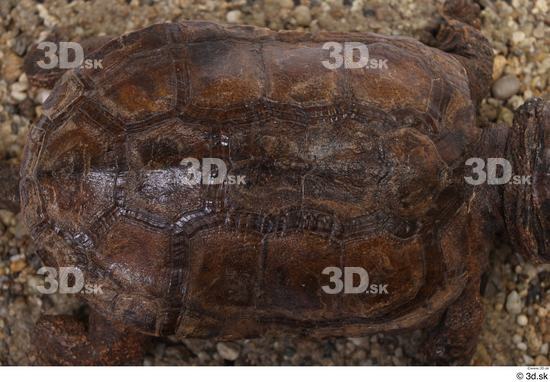 Turtles Animal photo references