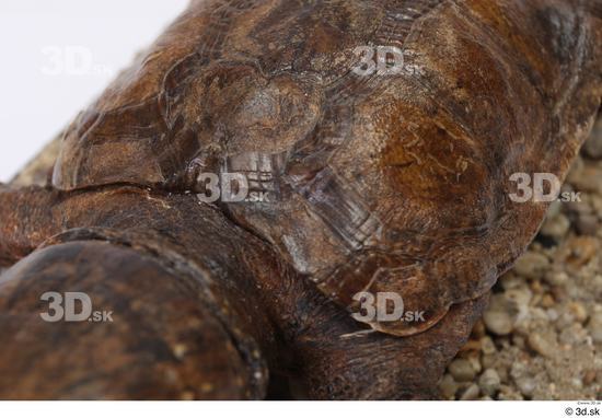 Turtles Animal photo references