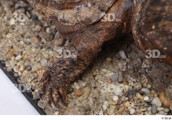 Turtles Animal photo references