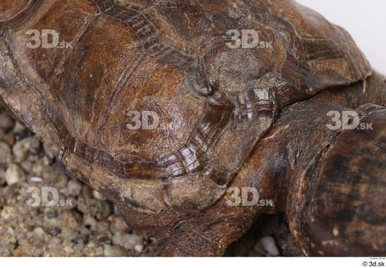 Turtles Animal photo references