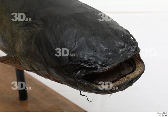 Mouth Head Fish Animal photo references