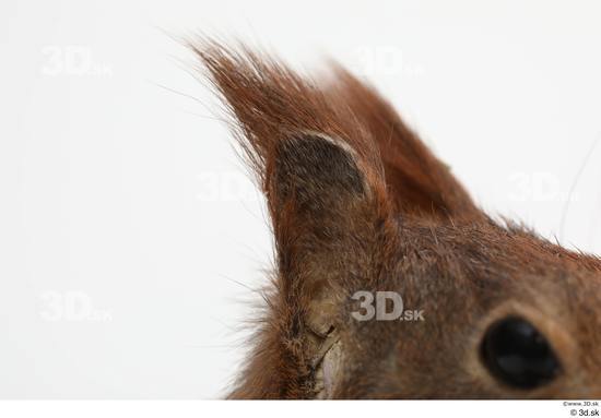 Ear Squirrel Animal photo references