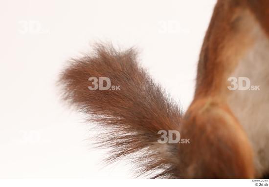 Tail Squirrel Animal photo references
