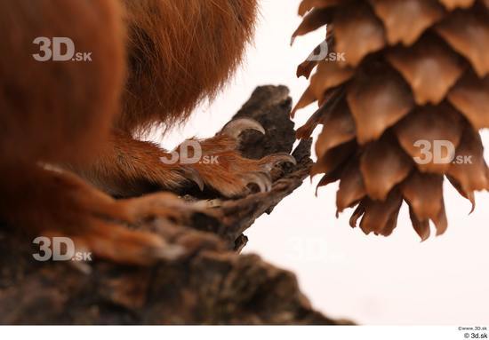 Foot Squirrel Animal photo references