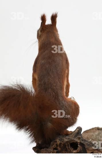 Whole Body Squirrel Animal photo references