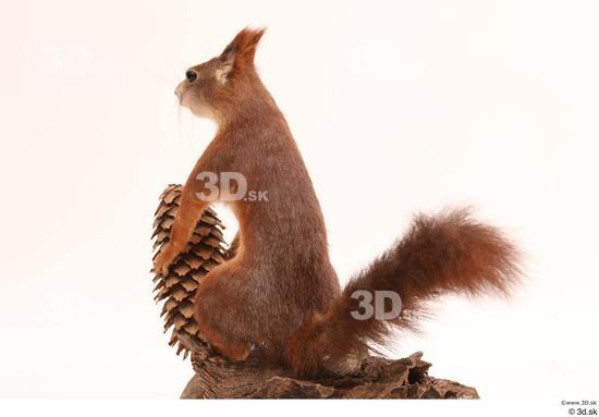 Whole Body Squirrel Animal photo references