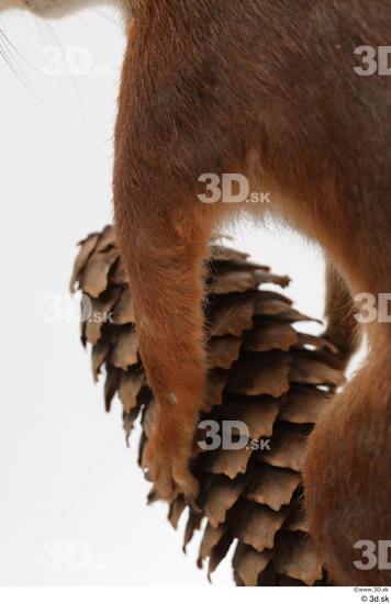 Arm Hand Squirrel Animal photo references