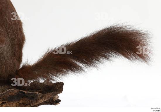 Tail Squirrel Animal photo references