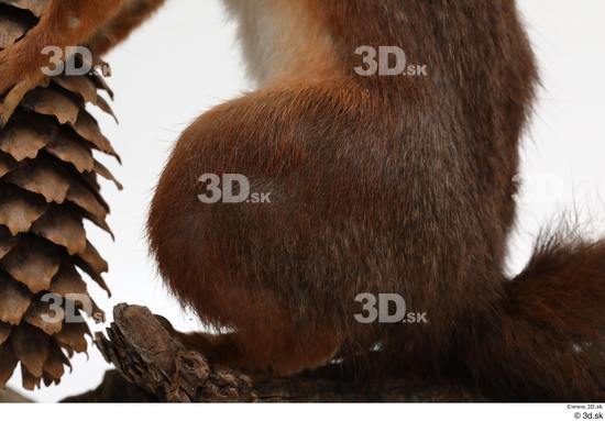 Leg Squirrel Animal photo references