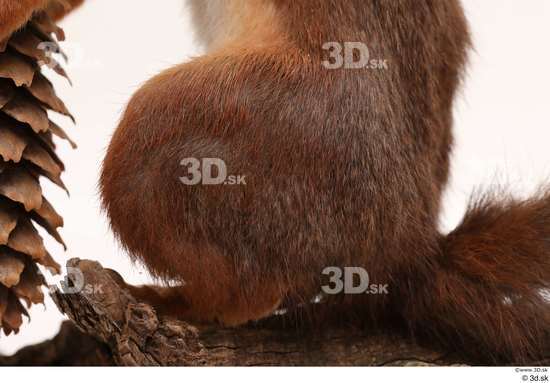 Leg Squirrel Animal photo references