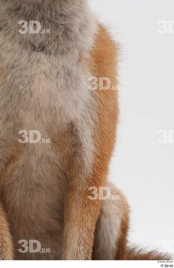 Leg Fox Animal photo references