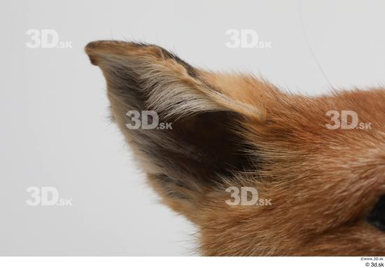 Ear Fox Animal photo references