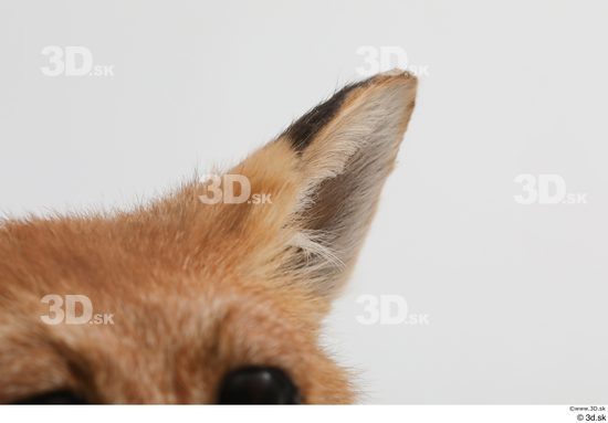 Ear Fox Animal photo references