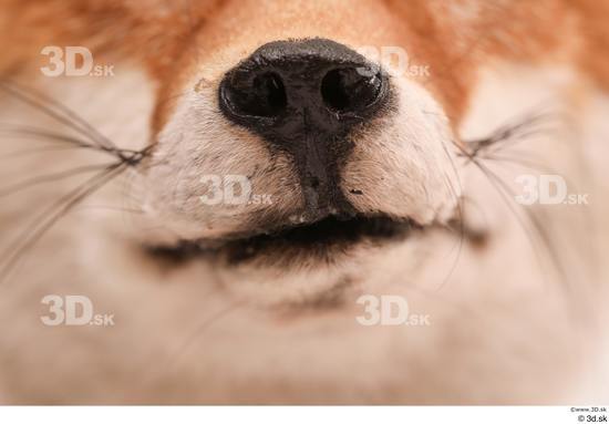 Mouth Fox Animal photo references