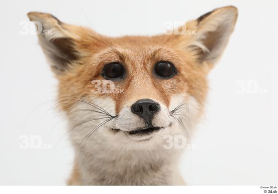 Head Fox Animal photo references