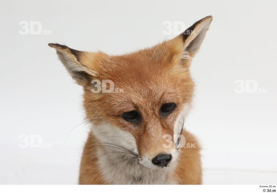 Head Fox Animal photo references