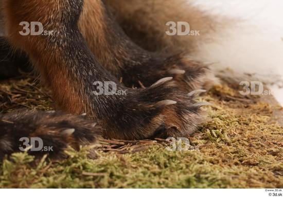 Foot Fox Animal photo references