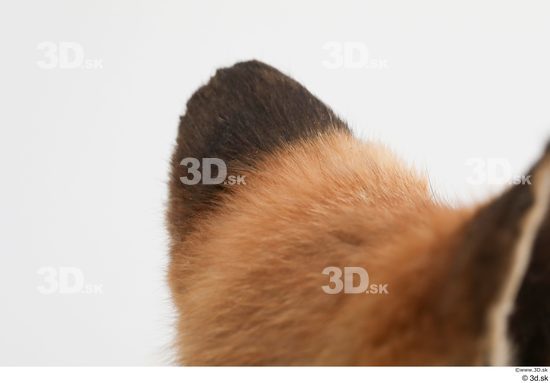 Ear Fox Animal photo references