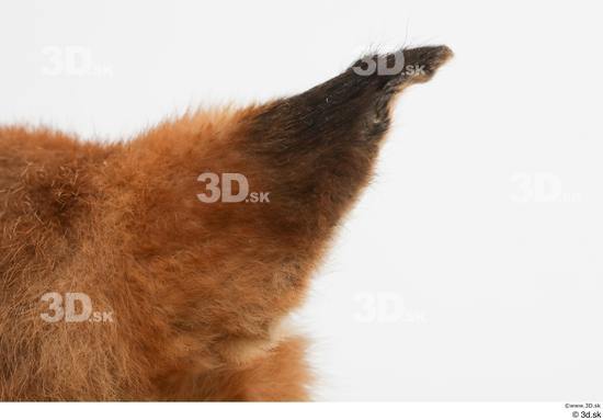 Ear Fox Animal photo references