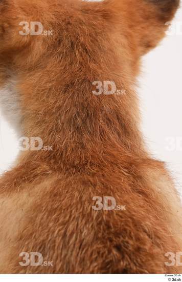 Neck Fox Animal photo references