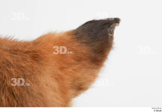 Ear Fox Animal photo references