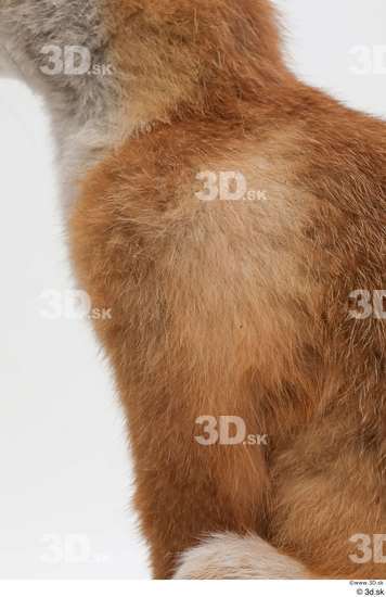 Chest Leg Fox Animal photo references