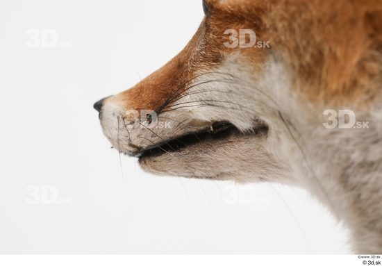 Mouth Fox Animal photo references