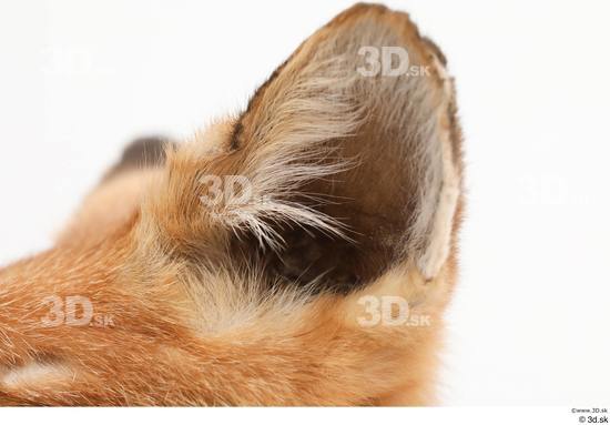 Ear Fox Animal photo references