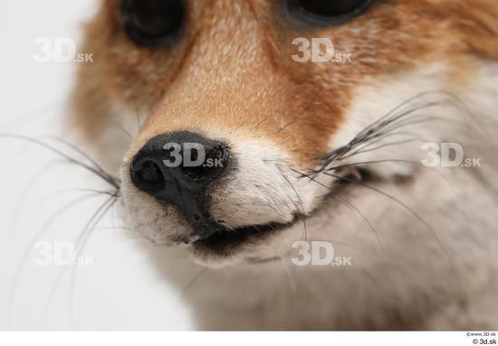 Mouth Fox Animal photo references