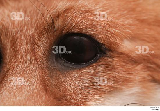 Eye Fox Animal photo references