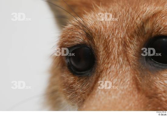 Eye Fox Animal photo references