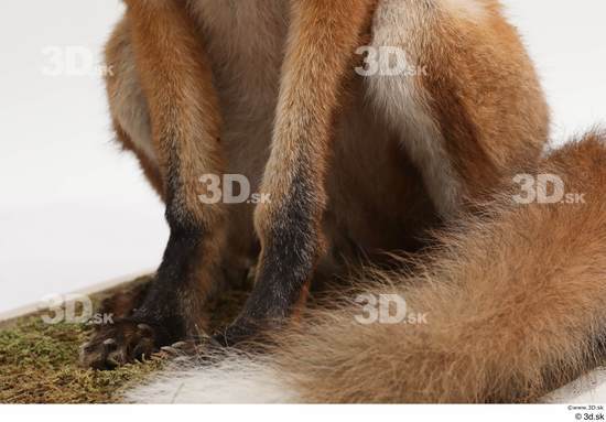 Leg Fox Animal photo references