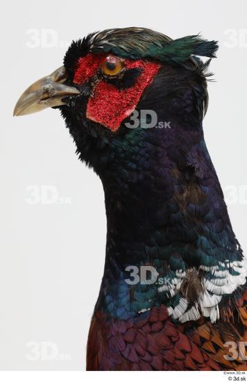 Head Pheasant Animal photo references