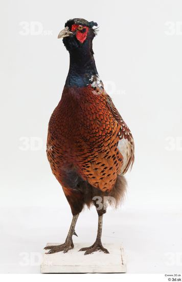 Whole Body Pheasant Animal photo references