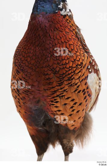 Chest Pheasant Animal photo references