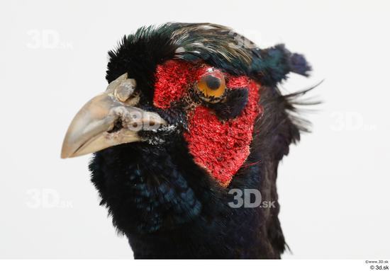 Head Pheasant Animal photo references