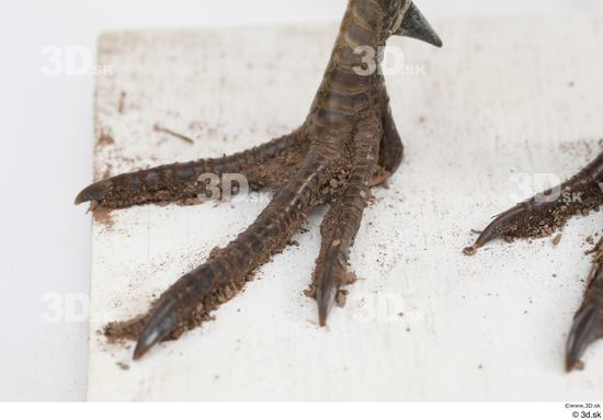 Foot Pheasant Animal photo references
