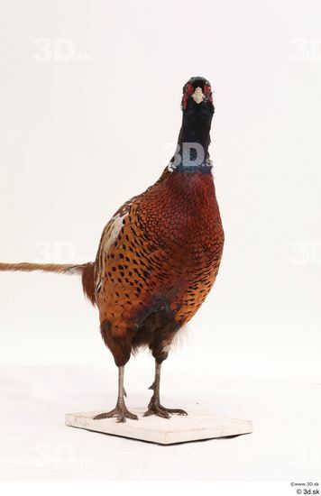 Whole Body Pheasant Animal photo references