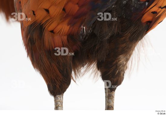 Leg Pheasant Animal photo references