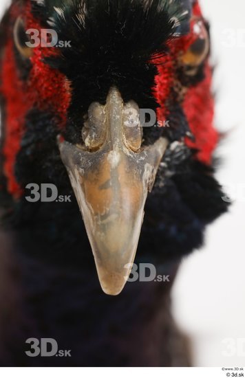 Mouth Pheasant Animal photo references