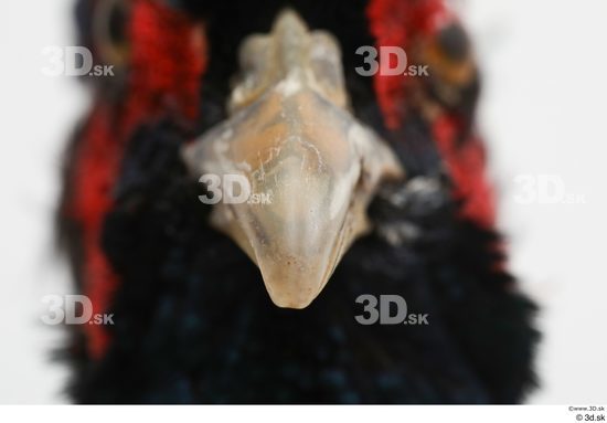 Mouth Pheasant Animal photo references