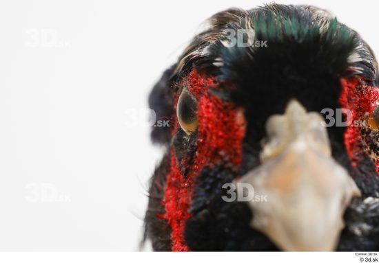 Eye Pheasant Animal photo references