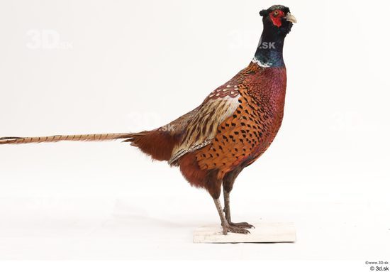 Whole Body Pheasant Animal photo references