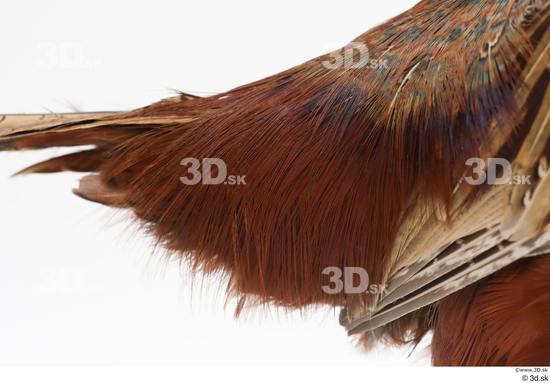 Tail Pheasant Animal photo references