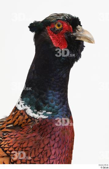 Head Pheasant Animal photo references