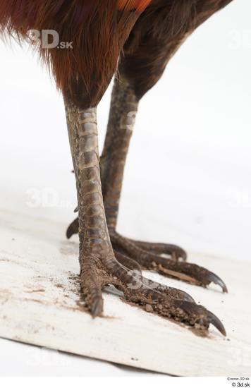 Leg Pheasant Animal photo references