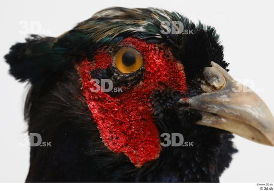 Head Pheasant Animal photo references